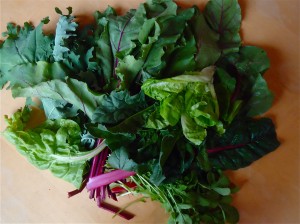 Kale, chard, and other greens from the greenhouse.